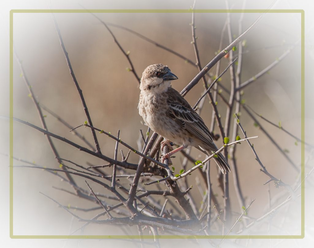 Grayheaded Sparrow - Judy Lanier
